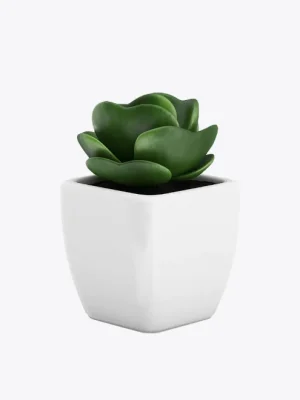 Sollicitudin Aliquam